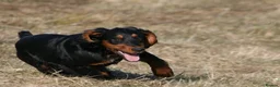 Cocker Spaniel dogs for sale: KC Registered Cocker Spaniels– 🔥READY NOW🔥 - Advert 16