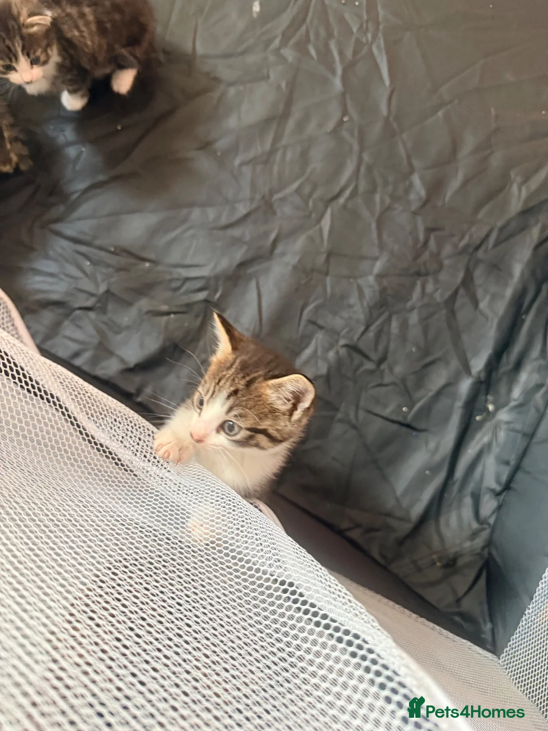 Mixed Breed cats for sale: Beautiful kittens for sale in Thornton Heath - Advert 5