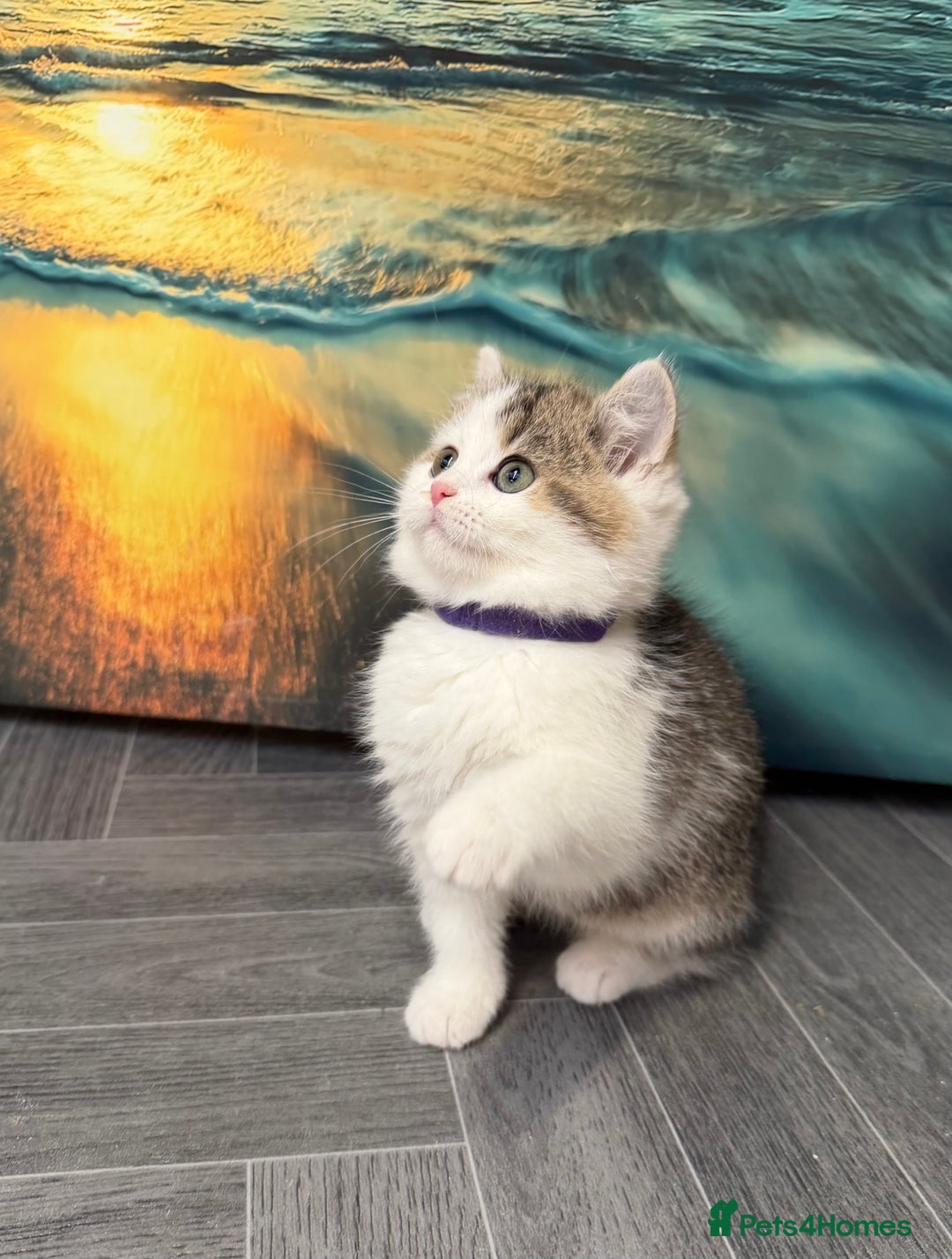 British Shorthair cats for sale: BSH tri- colour golden/blue/white kittens TICA - Advert 9