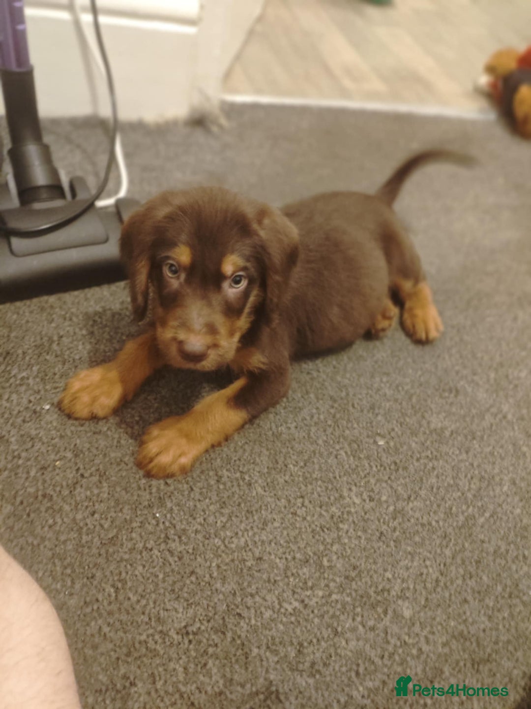 Labradoodle dogs for sale: Labradoodel  - Image 3