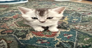 British Shorthair cats - Advert 1