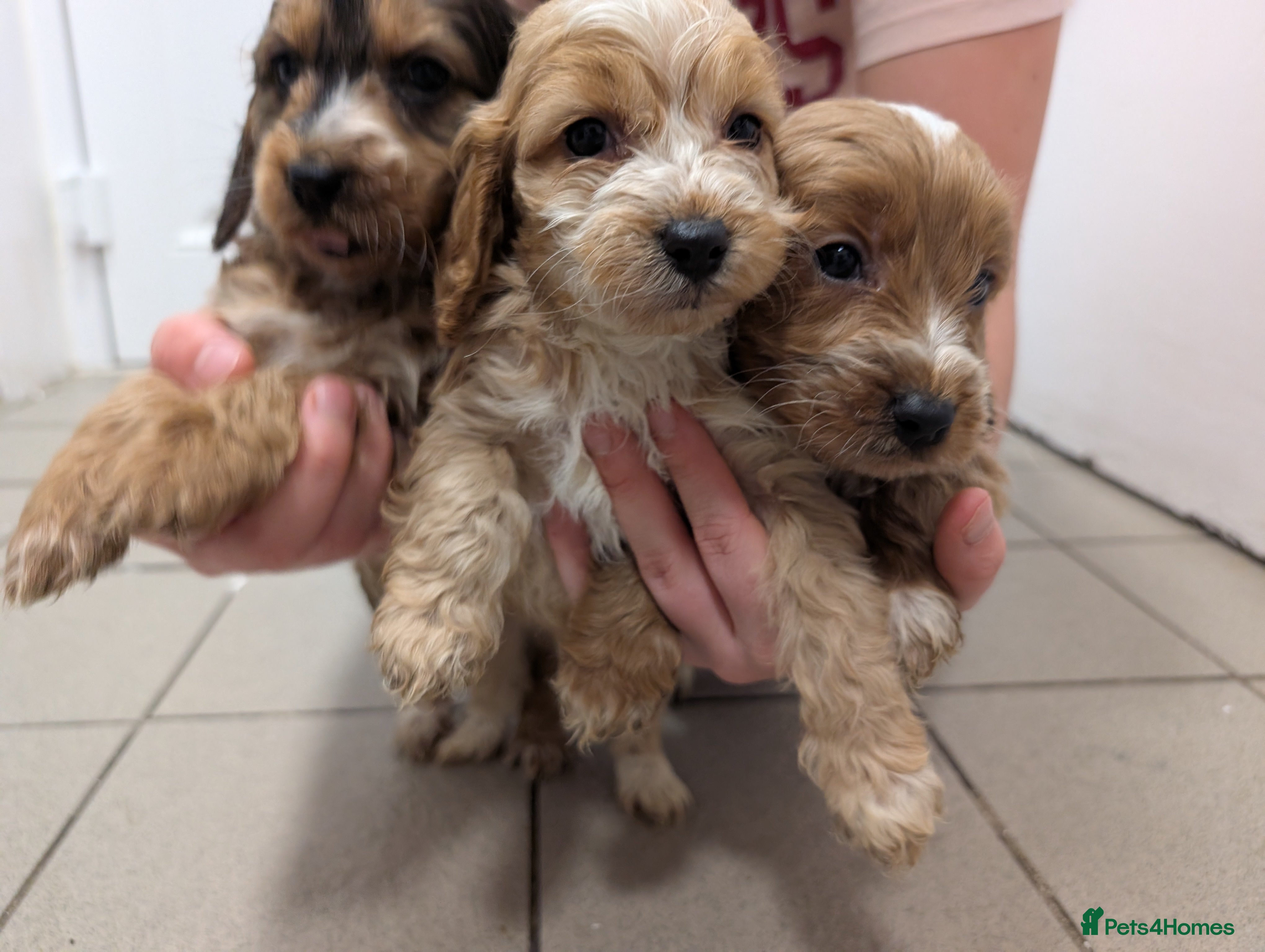 Cockapoo dogs Showtype F1 Cockapoos! Parents DNA Clear ✅ - Advert 4
