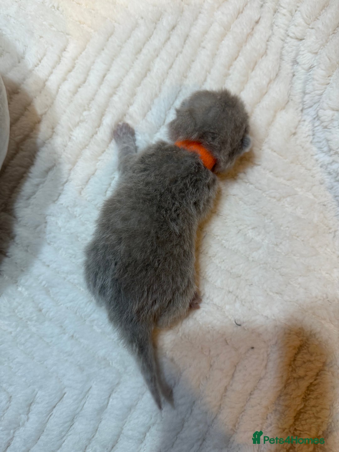 British Shorthair cats for sale: Pure British Shorthair Kittens😻🥇🏆Champion Line - Image 10