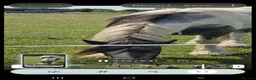 Other Breed horses for sale: Maxi cob gelding  - Advert 3