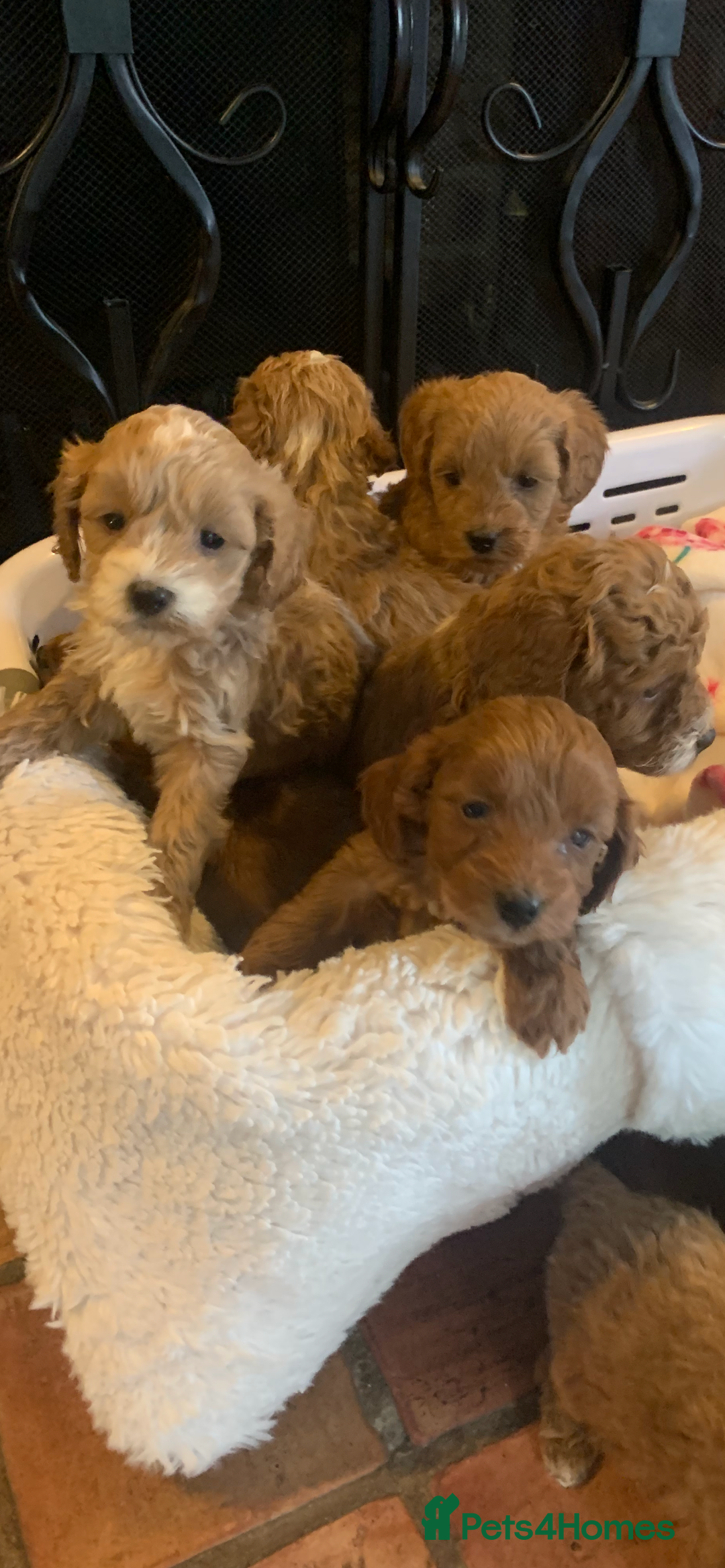 Cockapoo dogs for sale: F1b cockapoo  - Advert 8