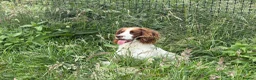 English Springer Spaniel dogs for stud: Field Trail Winning Springer Dog for Stud  in Brandon - Advert 3