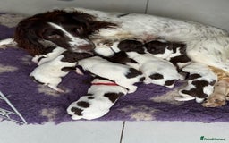 English Springer Spaniel dogs for sale: Beautiful Springer Spaniel working line - Advert 10