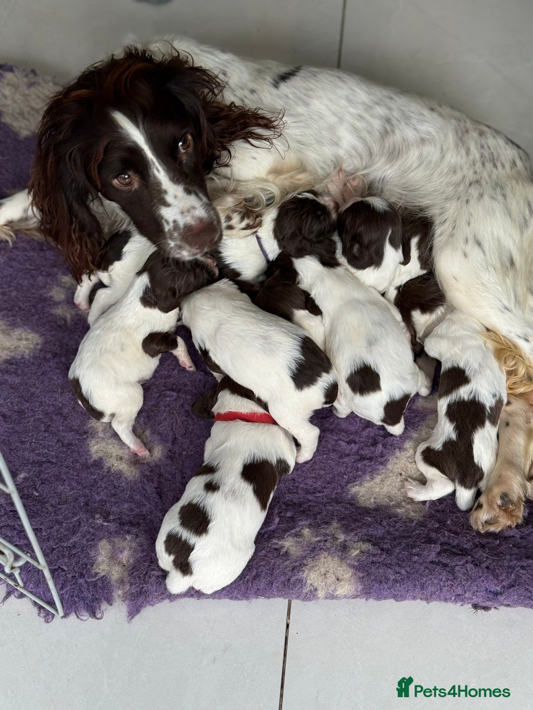 English Springer Spaniel dogs for sale: Beautiful Springer Spaniel working line - Advert 10