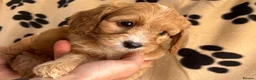 Cockapoo dogs for sale: Cockapoo puppies 🐶  - Advert 20