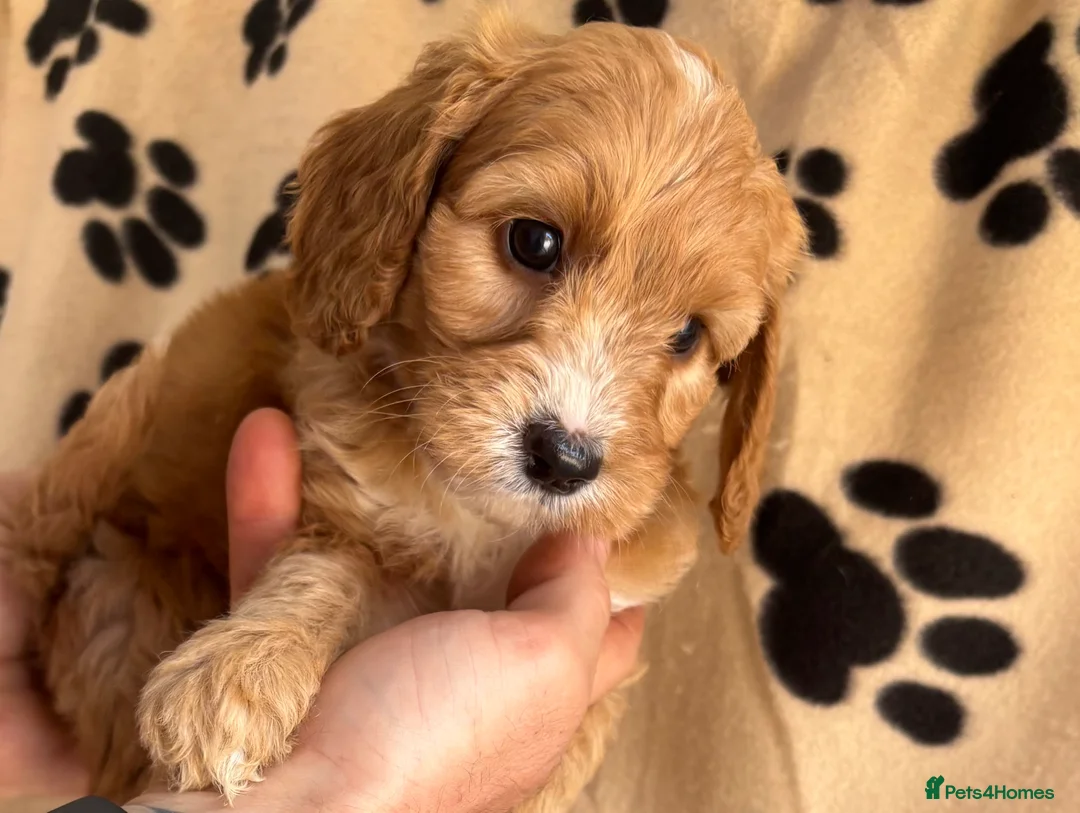 Cockapoo dogs for sale: Cockapoo puppies 🐶  - Advert 20