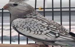 Cockatiels birds for sale: Baby male and female cockatiels for sale - Advert 13