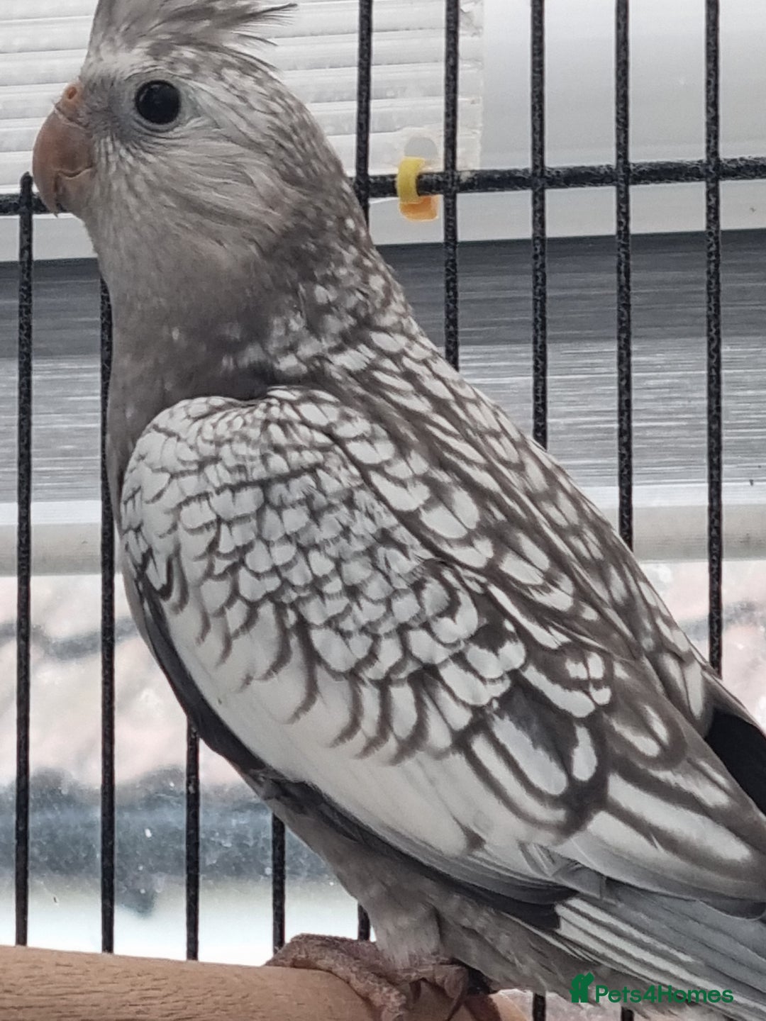 Cockatiels birds for sale: Baby male and female cockatiels for sale - Advert 13