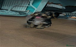Mixed Breed dogs for sale: Shorkie pup for sale last boy READ DESCRIPTION  - Image 3