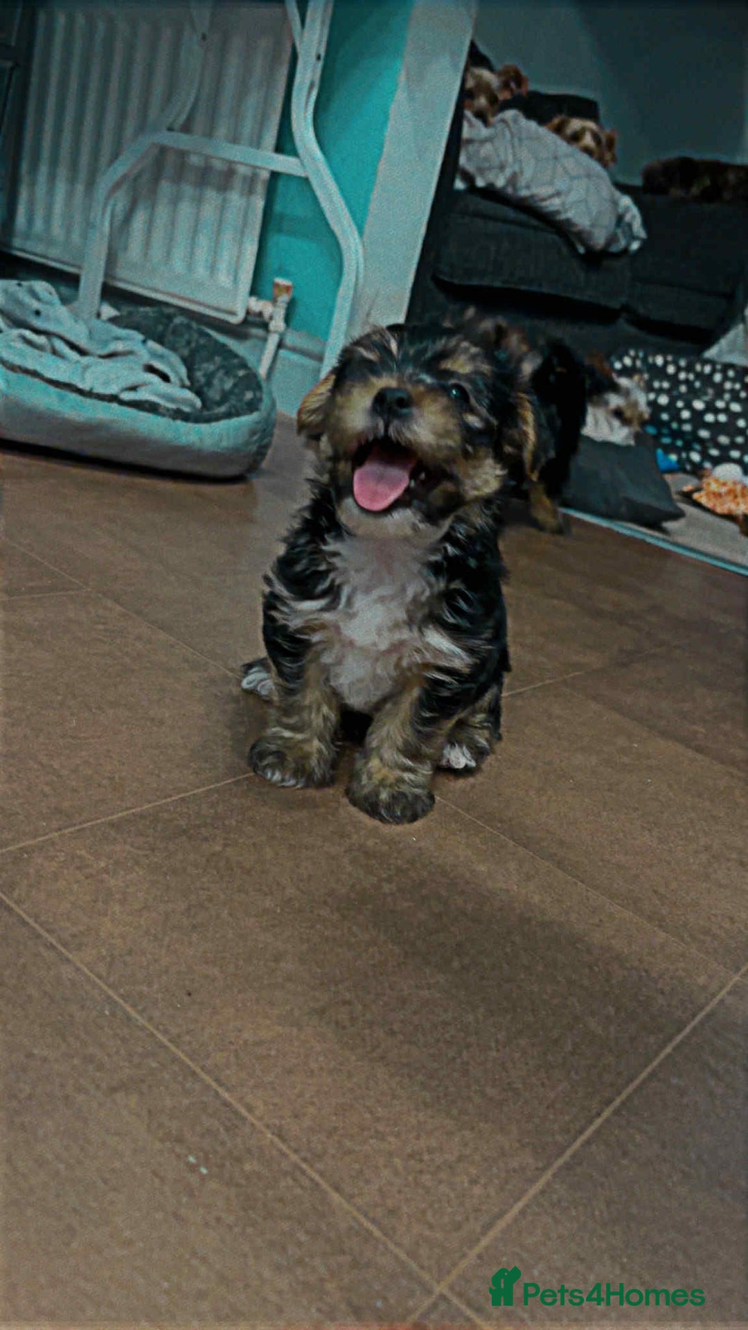 Mixed Breed dogs for sale: Shorkie pup for sale last boy READ DESCRIPTION  - Image 3