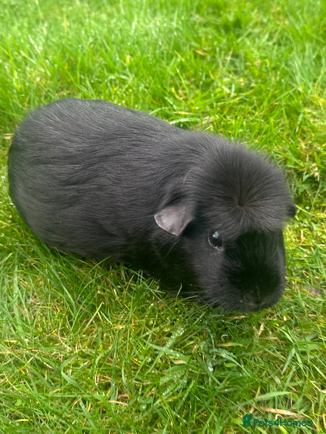 Guinea Pig rodents for sale: Beautiful female guinea pig  in Monmouth - Advert 1