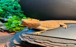 Bearded Dragon reptiles for sale: Bearded Dragon and full set up  - Image 7