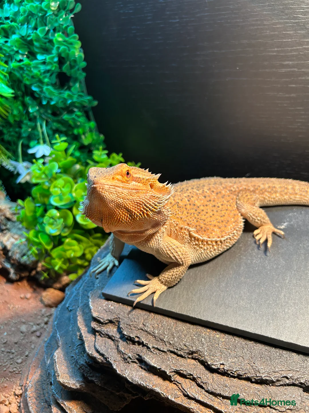Bearded Dragon reptiles for sale: Bearded Dragon and full set up  - Advert 7