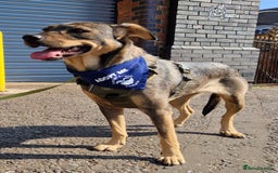 Mixed Breed dogs for adoption: Lovely Lorena  - Image 1