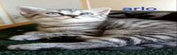 British Shorthair cats for sale: Bsh X Scotish stright kittens. - Advert 4