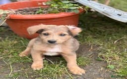 Mixed Breed dogs for adoption: THEO - a Superb Puppy Boy, for a Loving Home - Image 4