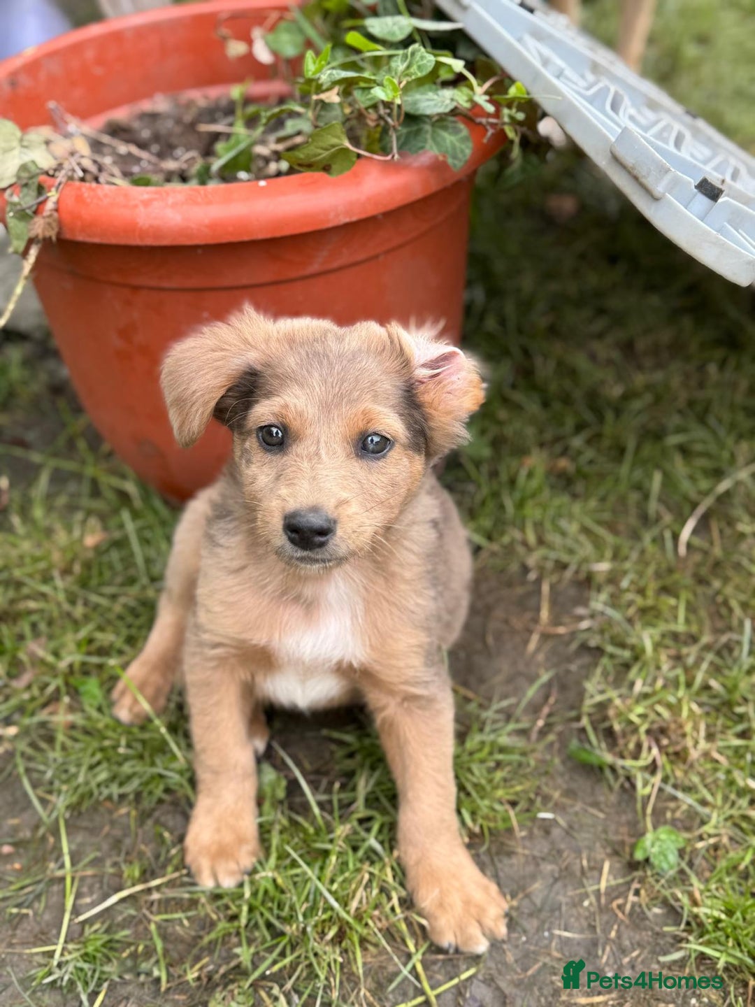 Mixed Breed dogs for adoption: THEO - a Superb Puppy Boy, for a Loving Home - Image 4