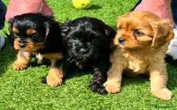 Cavapoo dogs for sale: Cavapoo puppies available from 27.9.25 - Image 1