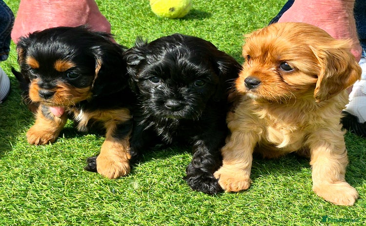 Cavapoo dogs - Advert 1