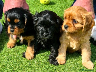 Cavapoo dogs - Advert 12