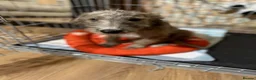 Mixed Breed dogs for sale: REHOMING BEDLINGTON TERRIER X LURCHER 4 months old - Advert 2