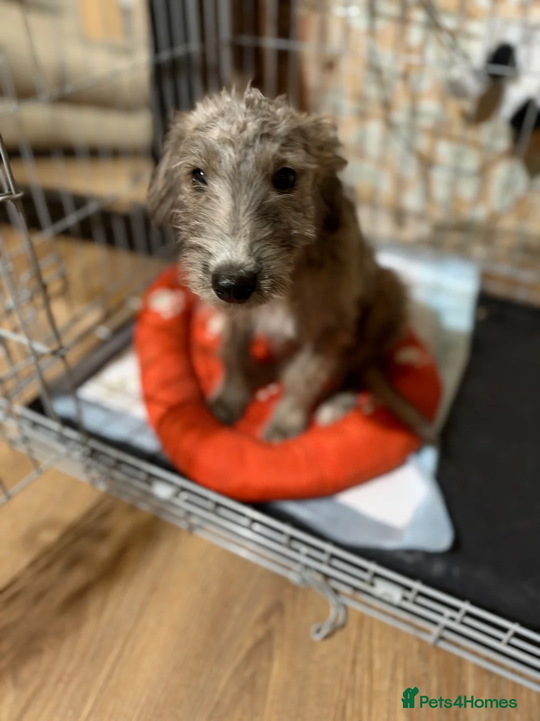 Mixed Breed dogs for sale: REHOMING BEDLINGTON TERRIER X LURCHER 4 months old - Advert 2