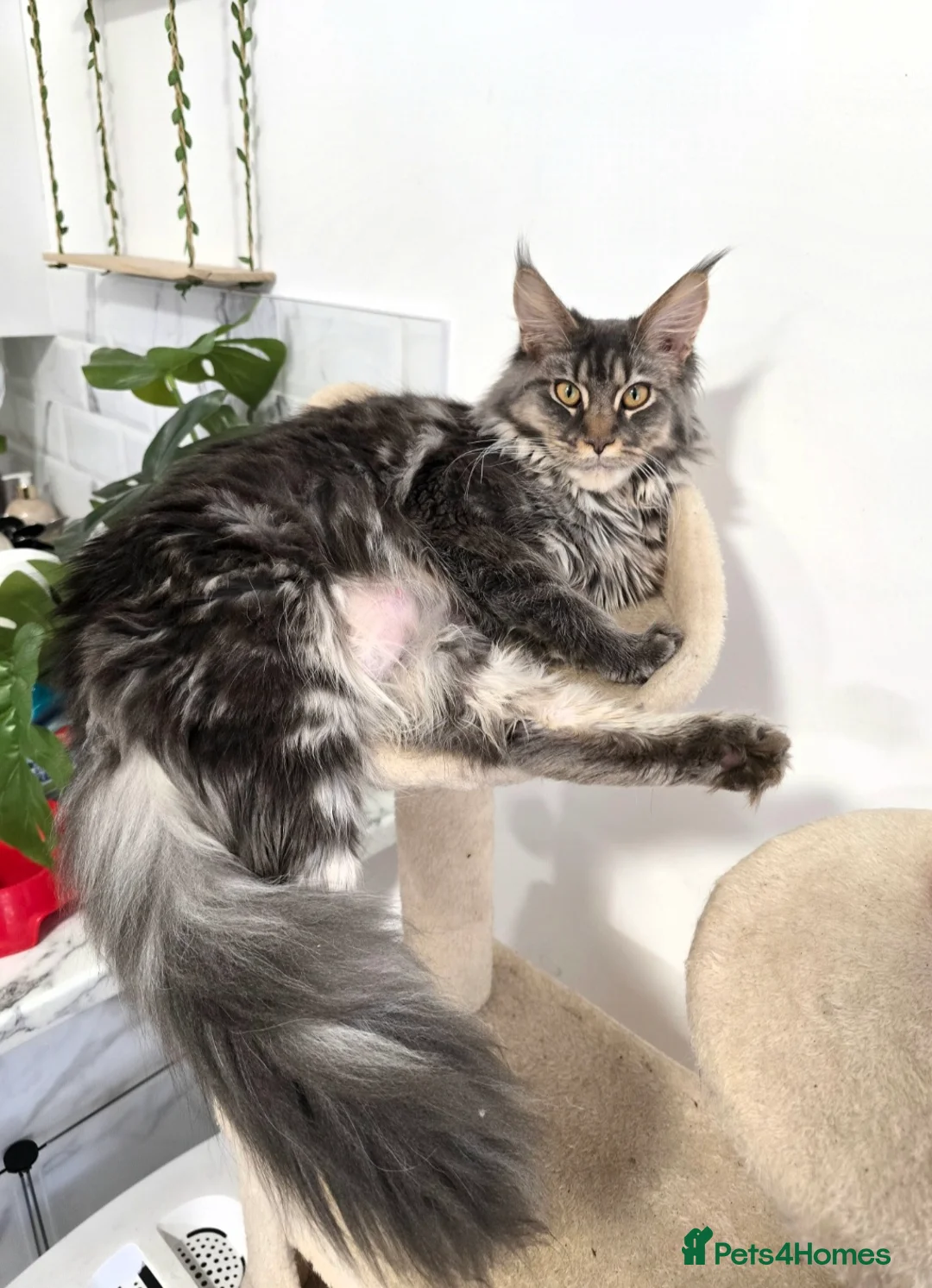 Mixed Breed cats for sale: Maine Coone Cross Kittens - Advert 2