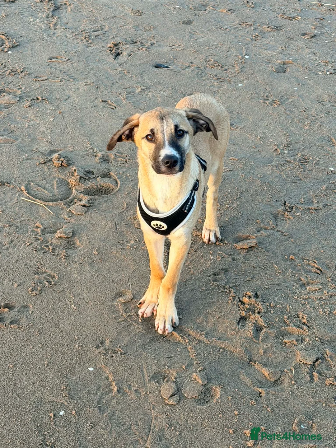 Mixed Breed dogs for adoption: 💕Hector💕 - Advert 3