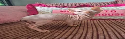 Sphynx cats for sale: Gorgeous pink sphinx  in Kilmarnock - Advert 2