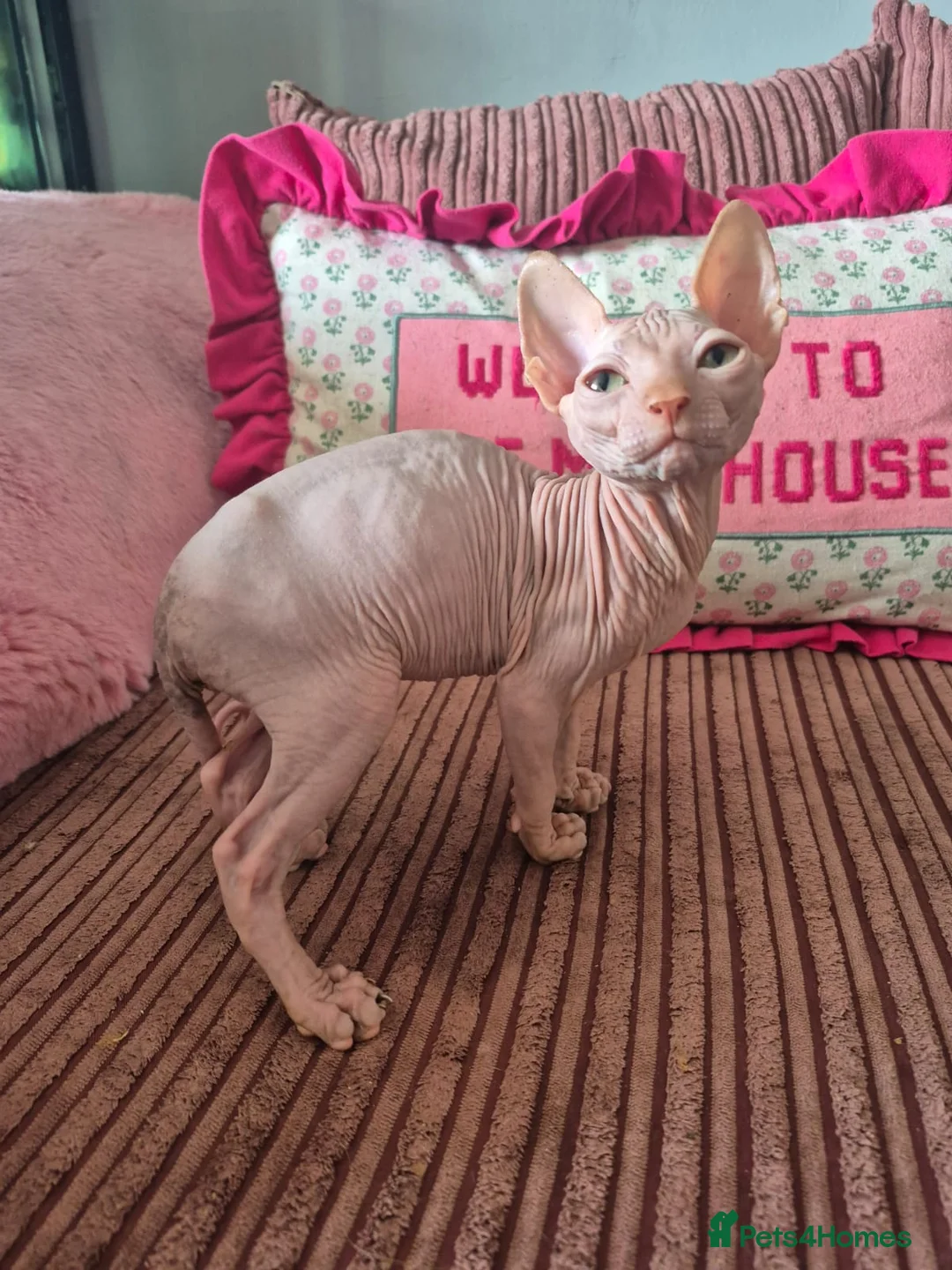 Sphynx cats for sale: Gorgeous pink sphinx  in Kilmarnock - Advert 2