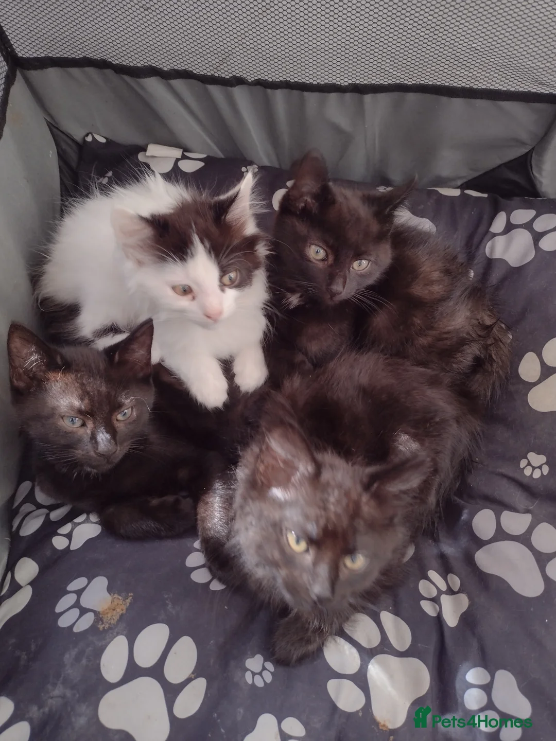 Mixed Breed cats for sale: 4 kittens  - Advert 6