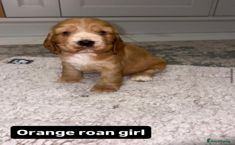 Cocker Spaniel dogs Kc show cocker spaniels with 5 week free insurance - Advert 2