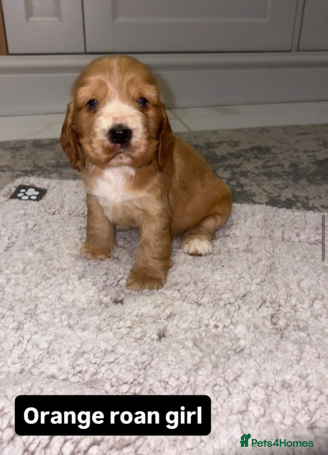Cocker Spaniel dogs for sale: Kc show cocker spaniels with 5 week free insurance - Advert 1