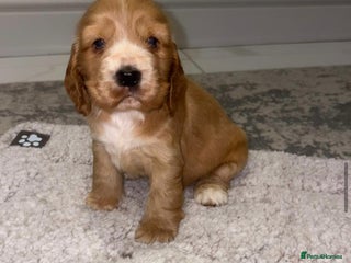 Cocker Spaniel dogs for sale: Kc show cocker spaniels with 5 week free insurance - Advert 1