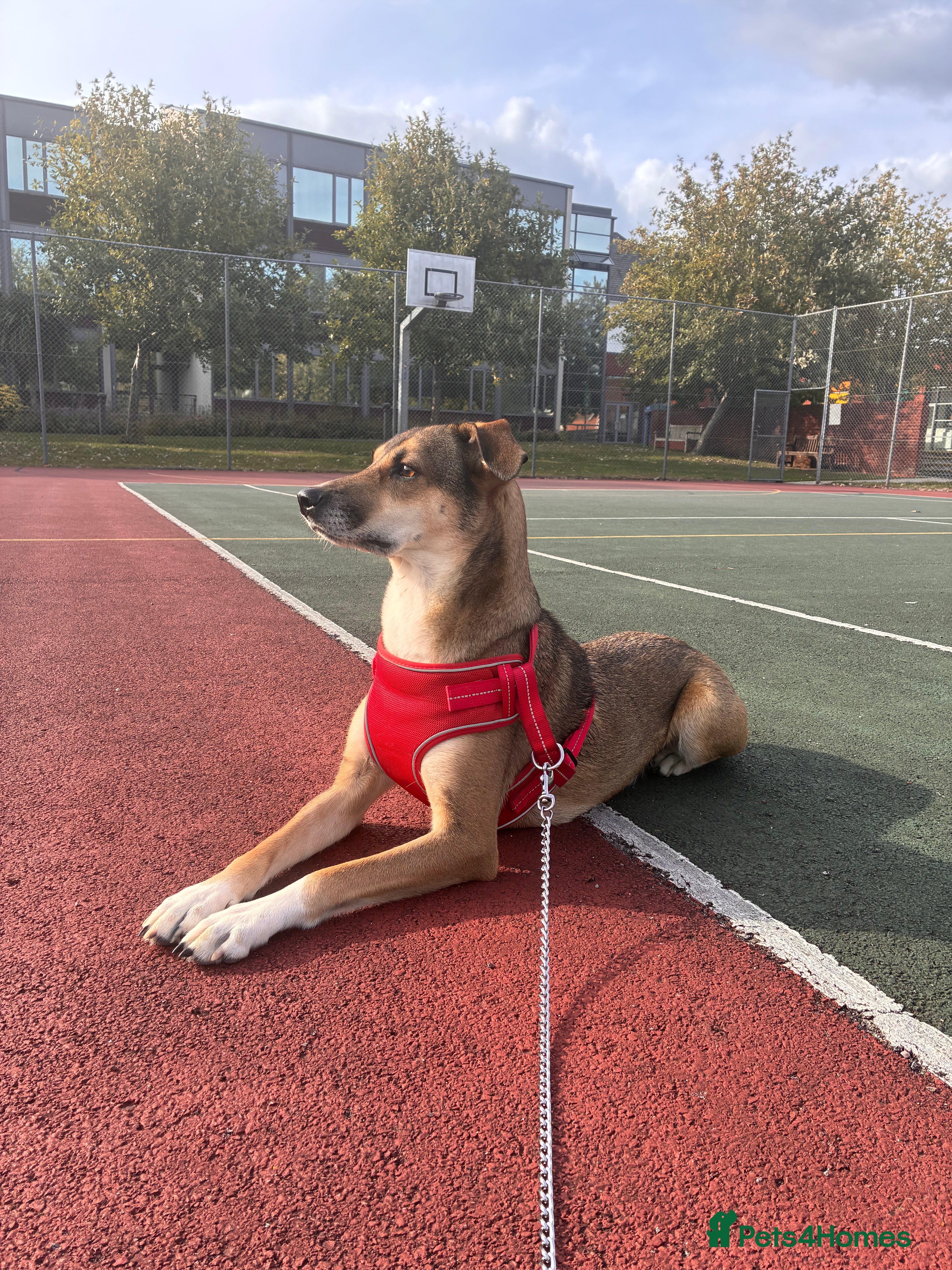 Mixed Breed dogs Nelly (staffy x Border collie) - Advert 17