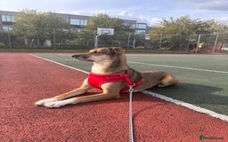 Mixed Breed dogs for sale: Nelly (staffy x Border collie) - Image 1