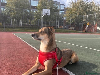 Mixed Breed dogs - Advert 18