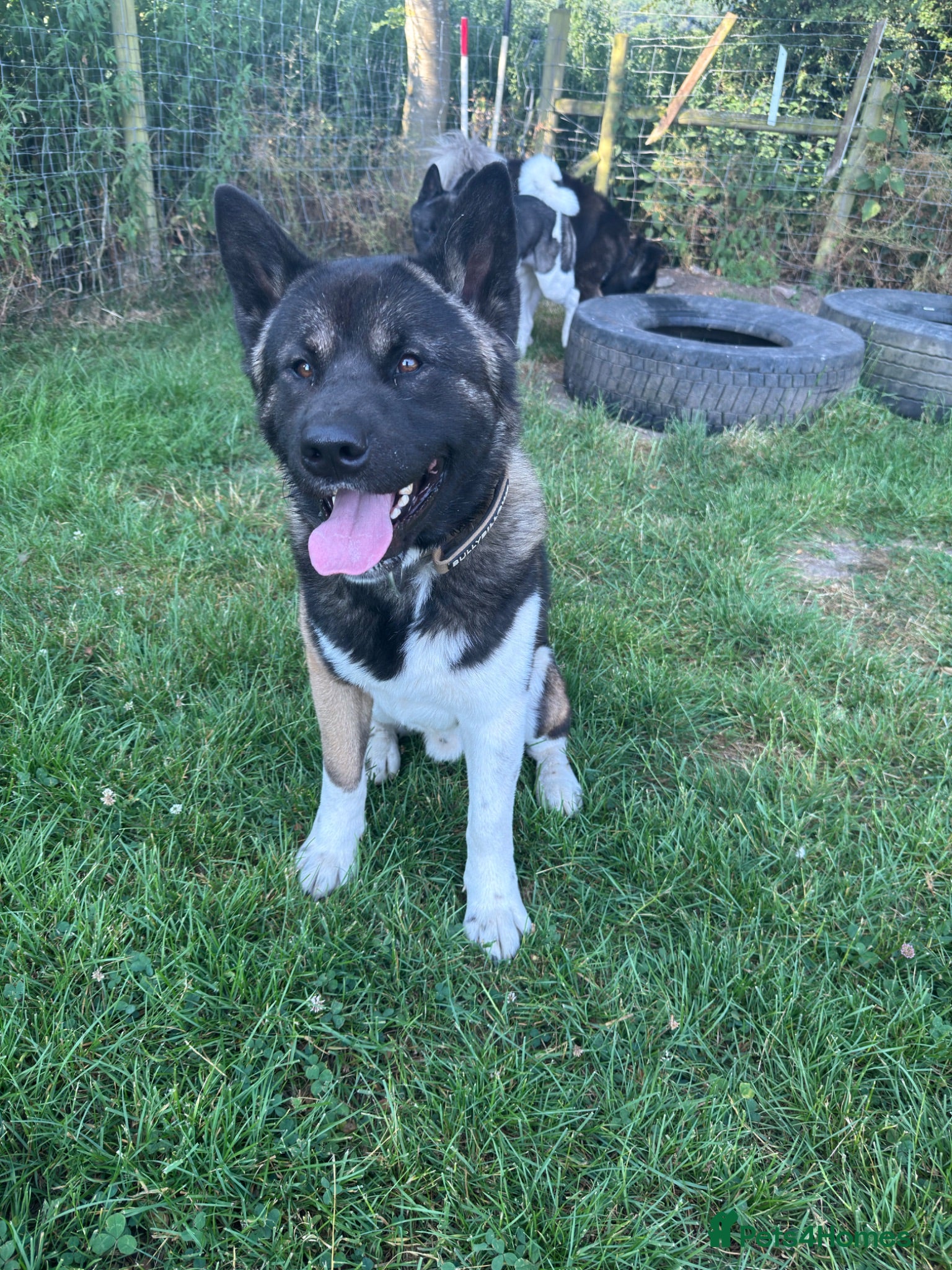 Akita dogs Handsome and Playful American Akita 1 Year Old Boy - Advert 12