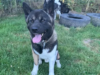 Akita dogs Handsome and Playful American Akita 1 Year Old Boy - Advert 2