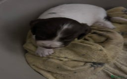 Sprocker dogs for sale: 3 sprockers for sale  - Image 2