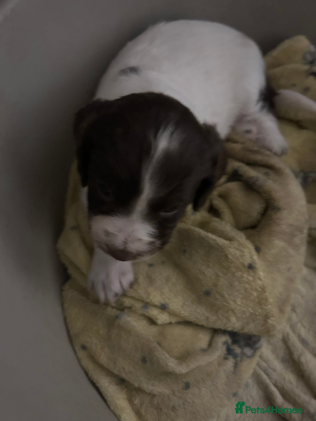 Sprocker dogs for sale: 3 sprockers for sale  - Image 2