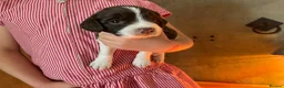 English Springer Spaniel dogs for sale: Springer Spaniel Puppies  in West Linton - Advert 3