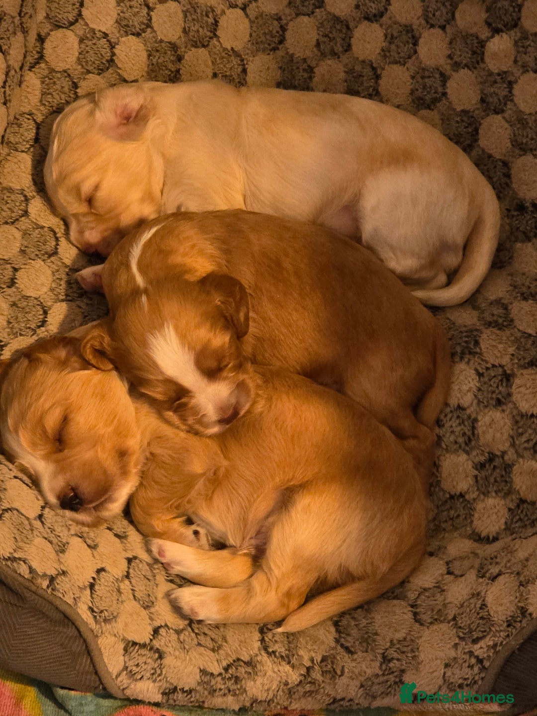 Mixed Breed dogs for sale: Gorgeous cavachon cocker spaniel puppies - Image 4