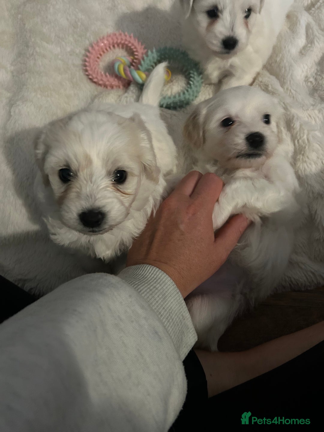 Mixed Breed dogs for sale: 4 Beautiful Maltichon Puppies. - Advert 1