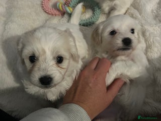 Mixed Breed dogs 4 Beautiful Maltichon Puppies. - Advert 4