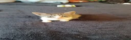 Mixed Breed cats for sale: 2boys & 2girls - Advert 16